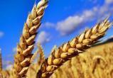Миллион тонн зерна намолотили в Брестской области 