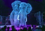 Немецкий цирк заменил животных голограммой