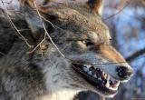 Волки держат в страхе белорусскую деревню