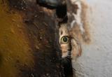 Котят замуровали в подвале дома в Бресте (видео)