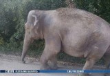 Слон гулял по деревне под Кобрином (видео)