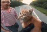 Спасение милого котенка попало на видео