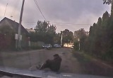 В Бресте мужчина отдыхал на дороге под присмотром собаки (видео)