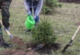 В Брестской области посадили деревьев почти в 8 раз больше, чем предусмотрено на год