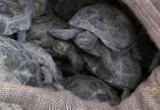 Гараж полностью забитый редкими черепахами нашли в Оренбурге (видео)