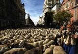 Видео: марш в Мадриде из 2000 овец и коз