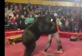 Видео: во время выступления медведь напал на дрессировщика