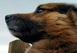 Волки загрызли собаку в Барановичском районе