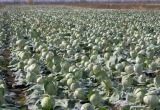 Приказ Лукашенко не выполнен: урожай на белорусских полях не убрали до 7 ноября