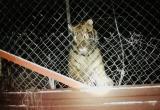 В Киеве в заброшенном клубе нашли шесть беспризорных тигров (видео)