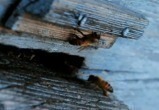 В Бресте в январе от спячки проснулись пчелы (видео)