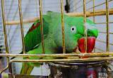 Южные попугаи принесли в Брест богатую палитру красок