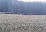 Большое стадо зубров вышло к дороге в Пружанском районе