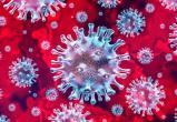 При какой температуре погибает коронавирус?
