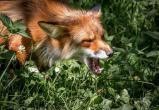  В Пинском районе ввели карантин из-за бешеной лисы