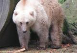 Гибрид белого и бурого медведя в Оснабрюском зоопарке