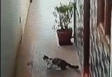 В Индии кот защитил хозяев от кобры (видео)