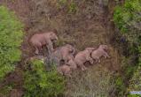 Новое «реалити-шоу»: стадо бродячих слонов разоряет Китай (видео)