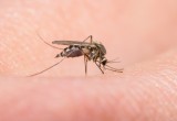 Укусы комаров приводят к гибели 725 тысяч человек в год