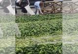 Фермеры уничтожают огурцы в Ольшанах из-за низкой закупочной цены