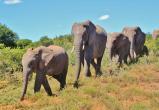 Африканские слоны перестали отращивать бивни из-за браконьеров