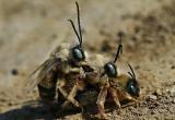 Люди мешают пчелам спариваться: из-за химикатов самки считают самцов «неудачниками»