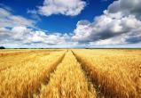 Spiegel пишет, что ожидаемый урожай пшеницы на Украине в этом году будет значительно меньше прошлогоднего