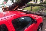 В Бресте ураган поломал деревья, пострадали припаркованные автомобили