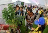 Фестиваль марихуаны в Таиланде