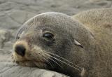 В Чили сотнями гибнут морские котики и пингвины    