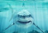 В штате Нью-Йорк для борьбы с акулами будут использовать беспилотники
