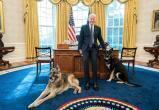 Собака Байдена терроризирует Белый дом