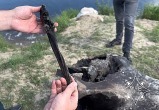 Останки мамонта нашли гомельские спасатели в реке Беседь