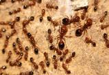 Европе угрожает нашествие красных огненных муравьев