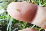 В Беловежской пуще нашли самое маленькое цветковое растение в мире