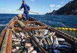 Японские рыбаки не могут ловить рыбу у Курил из-за антироссийских санкций
