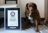 Умер самый старый пес в мире из Книги рекордов Гиннесса