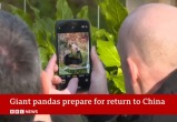 Единственные панды Великобритании возвращаются в Китай