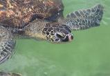 9 человек умерли, поев мясо морской черепахи в Танзании