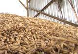 Евросоюз введет пошлину на импорт зерна из Беларуси и России