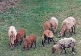 Овцы устроили переполох на польско-украинской границе