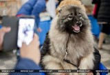 В Бресте состоялась выставка кошек и собак