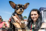28 мая в Бресте прошла выставка собак всех пород