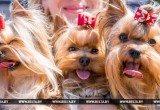 28 мая в Бресте прошла выставка собак всех пород