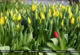 Работники брестского «Коммунальника» к 8 Марта вырастили больше 45 тысяч цветов