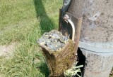 Синички в Бресте свили гнездо внутри электрического щитка 