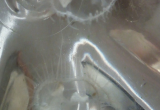 В Бресте на Гребном канале обнаружили медуз