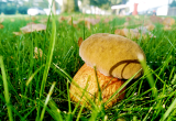 10 правил для сбора грибов