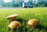 10 правил для сбора грибов