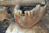 Костные останки обнаружил брестчанин во время выгула собаки (фото)